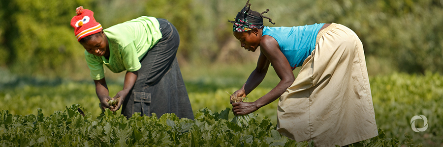 Germany supports smallholder farmers to restore their livelihoods and strengthen stabilization in post-conflict areas of eastern DR Congo Germany supports smallholder farmers to restore their livelihoods and strengthen stabilization in post-conflict areas of eastern DR Congo