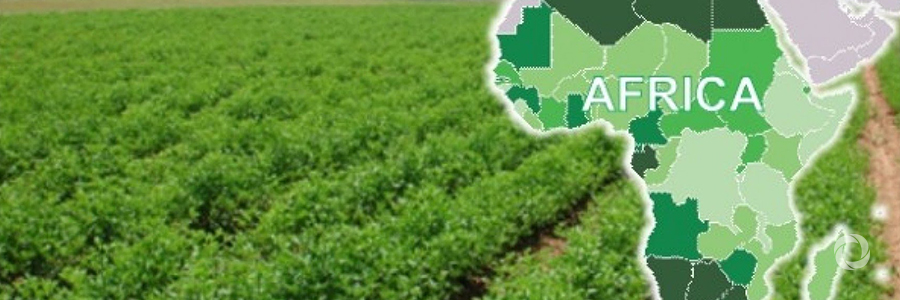 African Development Bank encourages Japanese private sector to invest in agribusiness in Africa African Development Bank encourages Japanese private sector to invest in agribusiness in Africa