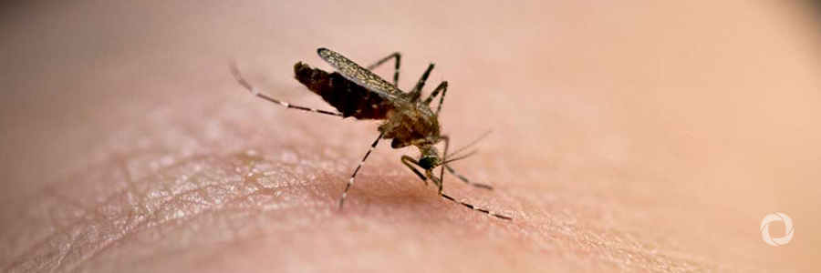 Detecting vector borne disease: IAEA and FAO help enhance capacity in Europe Detecting vector borne disease: IAEA and FAO help enhance capacity in Europe