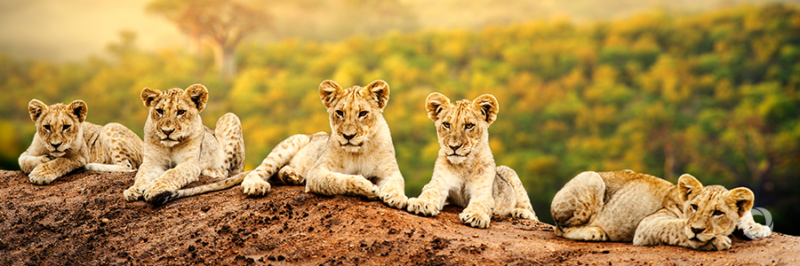 UNDP announces The Lion's Share fund to tackle crisis in wildlife conservation and animal welfare UNDP announces The Lion's Share fund to tackle crisis in wildlife conservation and animal welfare