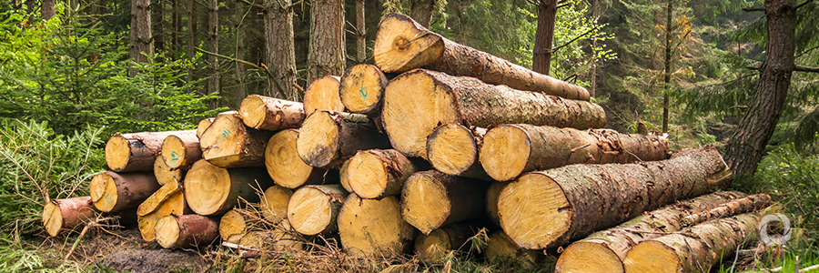 Norway steps up the fight against illegal deforestation with UN and INTERPOL Norway steps up the fight against illegal deforestation with UN and INTERPOL