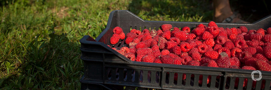 EBRD and FAO aim to boost Serbian cooperatives through training