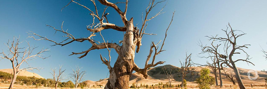 Green Fund Initiative launched to combat climate change Green Fund Initiative launched to combat climate change