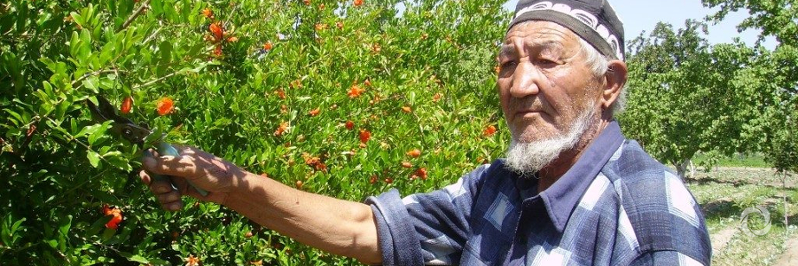 ADB strengthens support for Uzbekistan's horticulture sector with $198 million additional financing ADB strengthens support for Uzbekistan's horticulture sector with $198 million additional financing