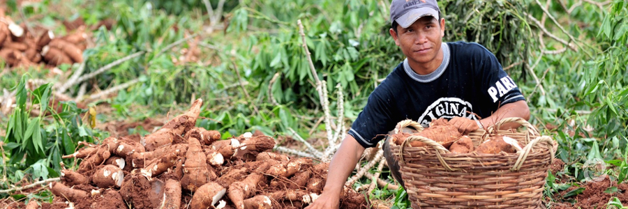 AfDB to invest $120 million to boost cassava and others