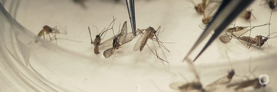 Gates Foundation and Oxitec fight malaria with genetically-modified mosquitoes Gates Foundation and Oxitec fight malaria with genetically-modified mosquitoes