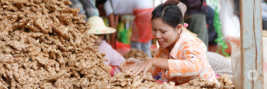 Myanmar: ILO makes ginger farming safer and more productive