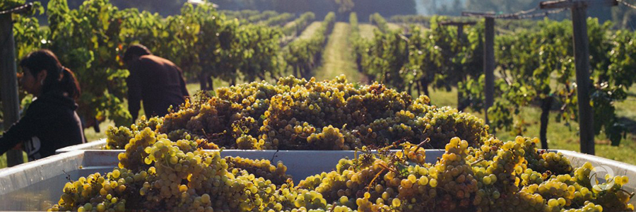 EBRD and EU promote Georgia’s agritourism potential EBRD and EU promote Georgia’s agritourism potential