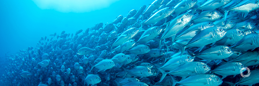 New UN agriculture agency report underscores value of fishing in fight against global hunger New UN agriculture agency report underscores value of fishing in fight against global hunger