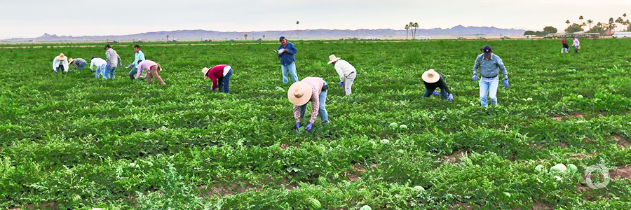 IOM, UN partners collaborate with Mozambican authorities to enhance migrant workers’ protection IOM, UN partners collaborate with Mozambican authorities to enhance migrant workers’ protection
