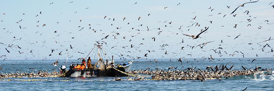 Best practices for FAD Fisheries being finalised for Caribbean, Pacific SIDS Best practices for FAD Fisheries being finalised for Caribbean, Pacific SIDS