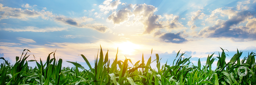 Using nuclear techniques to combat climate change and improve crop yields