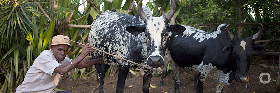 IFC helps rebuild Madagascar’s cattle industry IFC helps rebuild Madagascar’s cattle industry