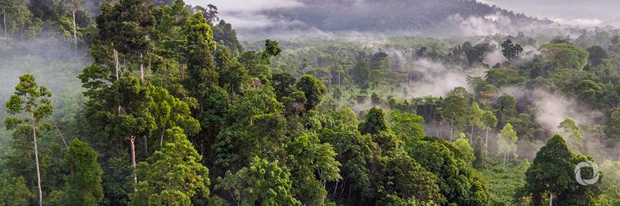 Protecting and sustainably managing the planet's forests is crucial for achieving the Sustainable Development Goals Protecting and sustainably managing the planet's forests is crucial for achieving the Sustainable Development Goals