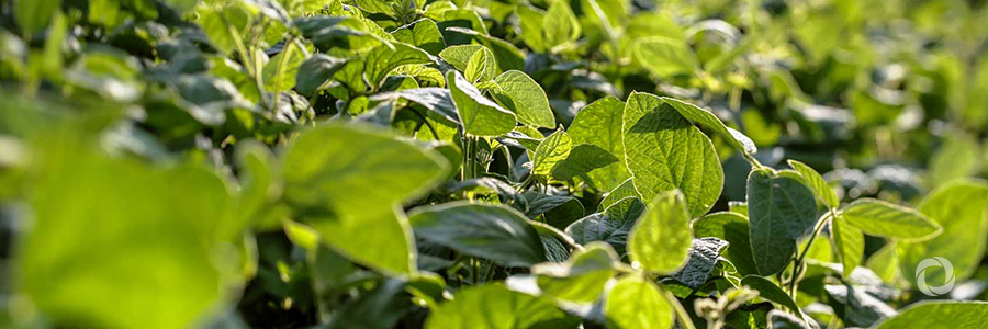 IAEA together with UN partners help Indonesia meet the growing demand for food IAEA together with UN partners help Indonesia meet the growing demand for food