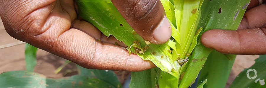 African Development Bank and partners to convene for talks on controlling Fall Armyworm threat in southern Africa African Development Bank and partners to convene for talks on controlling Fall Armyworm threat in southern Africa