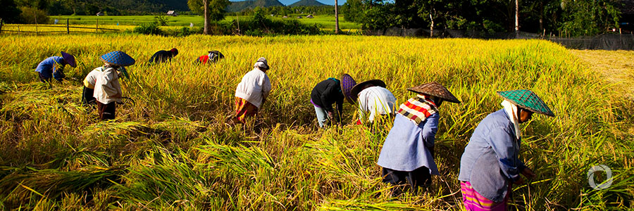 WMO supports project to aid agriculture in South East Asia WMO supports project to aid agriculture in South East Asia