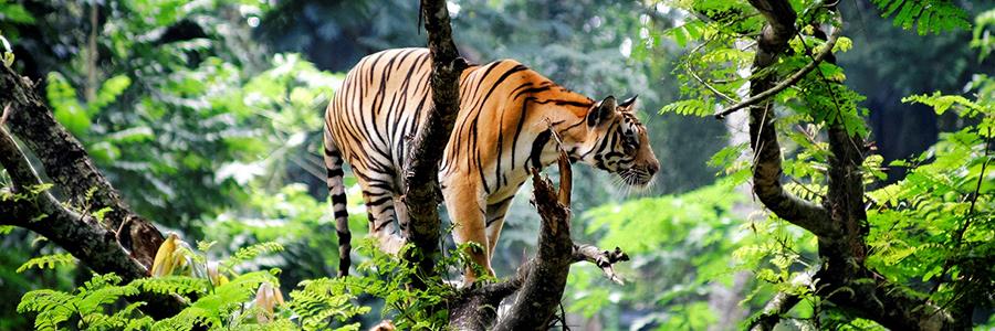 UK announces funding worth £44.5 million in support of anti-wildlife trafficking projects around the world