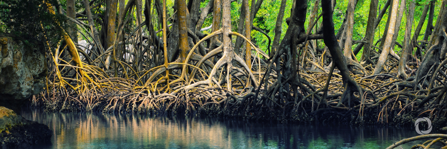 International Day for the Conservation of the Mangrove Ecosystem International Day for the Conservation of the Mangrove Ecosystem