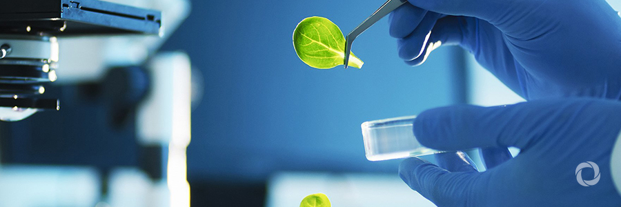 How nuclear science helps improve food How nuclear science helps improve food