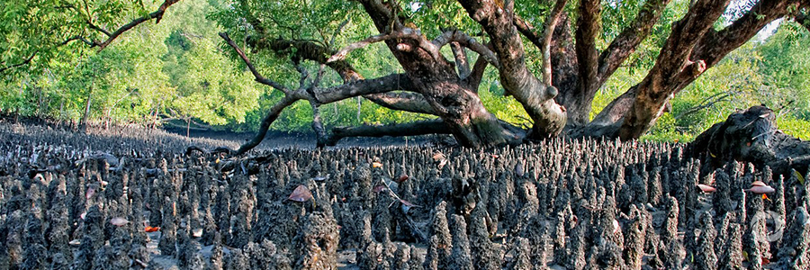 Bangladesh: World Heritage Site threatened by ‘heedless industrialisation’ - UN expert Bangladesh: World Heritage Site threatened by ‘heedless industrialisation’ - UN expert