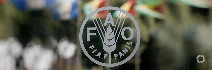 FAO report sounds the alarm on overlooked emergencies where humanitarian aid is urgently needed