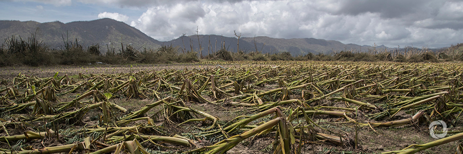 UN agricultural development fund supports hurricane-affected farmers with $11 million UN agricultural development fund supports hurricane-affected farmers with $11 million