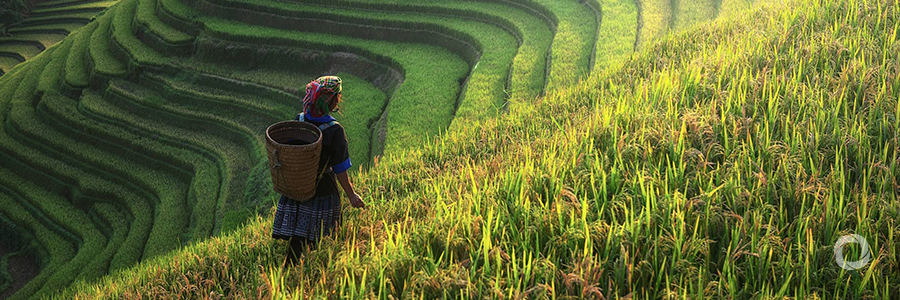 Greening Vietnam's tea industry through sustainable farming