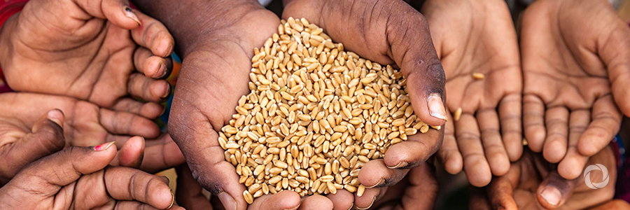 New FAO Framework to bolster focus on food security and food systems to help sustain peace New FAO Framework to bolster focus on food security and food systems to help sustain peace