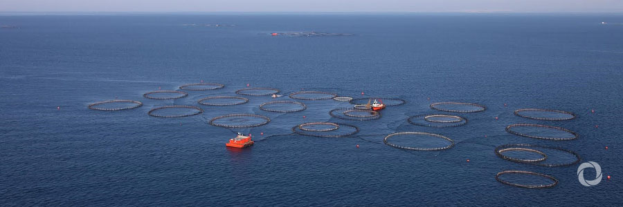 Promoting sustainable aquaculture in the Black Sea Promoting sustainable aquaculture in the Black Sea