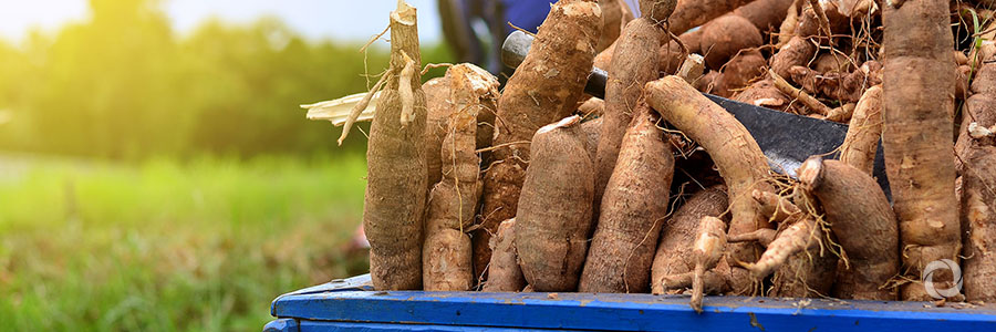 New partnership aims to create commercial market for Cassava in Papua New Guinea New partnership aims to create commercial market for Cassava in Papua New Guinea