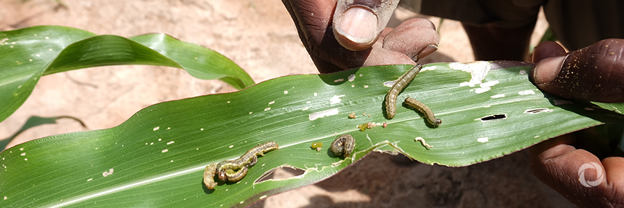 FAO offers its expertise to farmers and governments in Asia on best ways to manage Fall Armyworm FAO offers its expertise to farmers and governments in Asia on best ways to manage Fall Armyworm