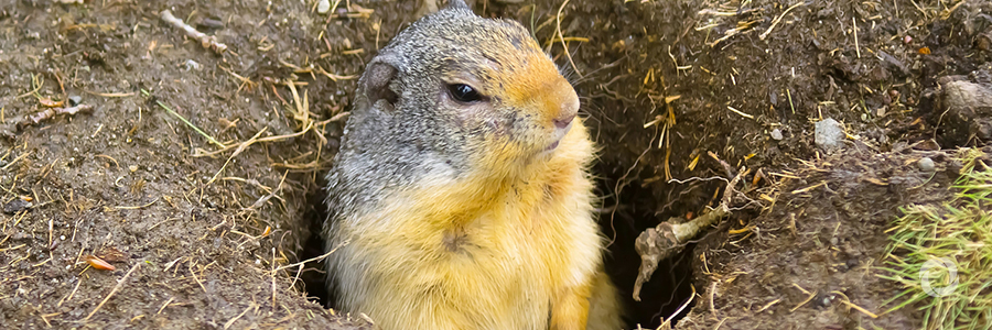 Every Life Matters: resettling European ground squirrels in Bulgaria Every Life Matters: resettling European ground squirrels in Bulgaria