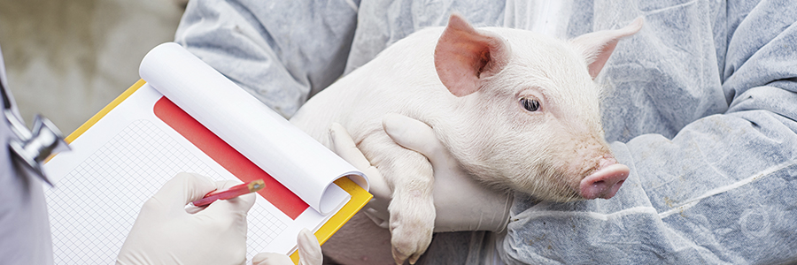 Outbreak of African swine fever threatens to spread from China to other Asian countries