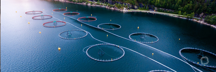 Norway: the Prime Miniser renews her commitment to develop aquaculture