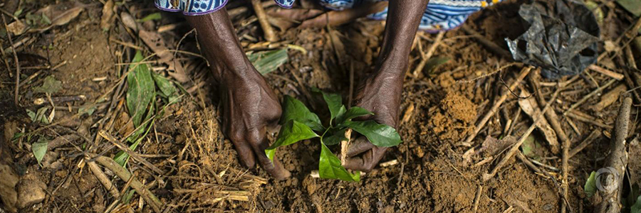 Restoring degraded land highlights opportunities for sustainable development in Africa Restoring degraded land highlights opportunities for sustainable development in Africa