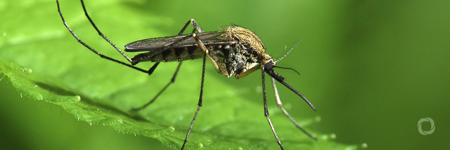 West Nile virus infections spike in southern and central Europe West Nile virus infections spike in southern and central Europe