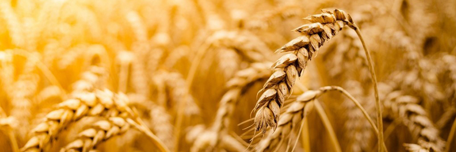 EBRD lends $20 MLN loan to agro-industrial holding in Ukraine EBRD lends $20 MLN loan to agro-industrial holding in Ukraine