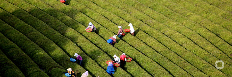 Fairtrade figures: what can data tell us?