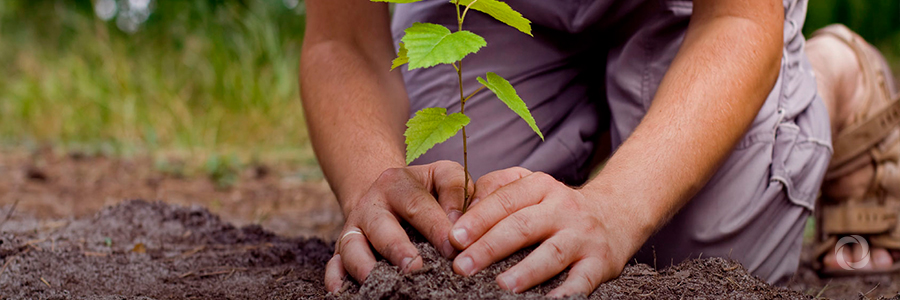 Think trees! Changing mindsets one step at a time