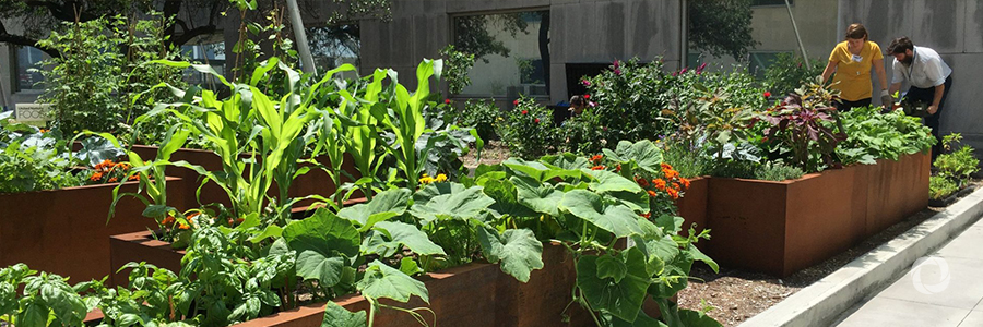 UN Food Gardens initiative getting climate smarter with IFAD UN Food Gardens initiative getting climate smarter with IFAD