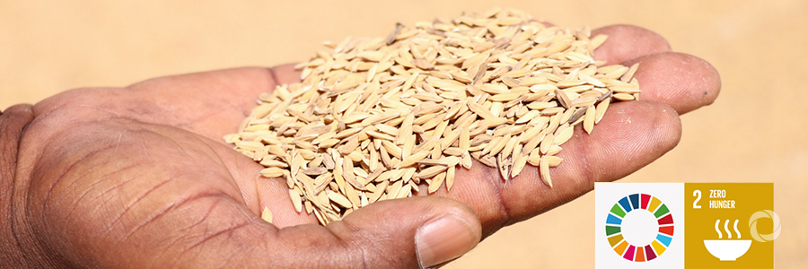 UN to launch new progress report on achieving Zero Hunger