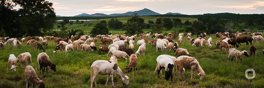Countries reaffirm political will to globally eradicate Peste des petits ruminants Countries reaffirm political will to globally eradicate Peste des petits ruminants