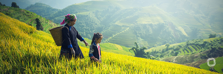 Harnessing Vietnam’s agricultural potential Harnessing Vietnam’s agricultural potential