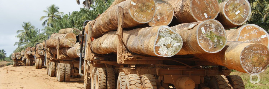 Liberia: African Development Bank approves $1mln to boost private sector in wood industry