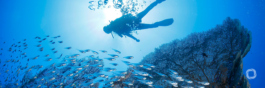 World Bank announces trust fund to support healthy, productive ocean World Bank announces trust fund to support healthy, productive ocean