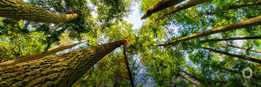Forests: A natural solution to climate change, crucial for a sustainable future Forests: A natural solution to climate change, crucial for a sustainable future