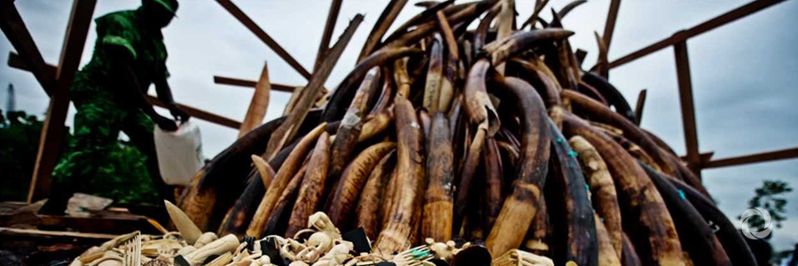 UK aid tackles wildlife crime with innovative solutions UK aid tackles wildlife crime with innovative solutions