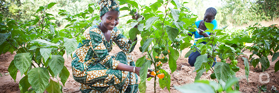 Sowing hope in The Gambia Sowing hope in The Gambia