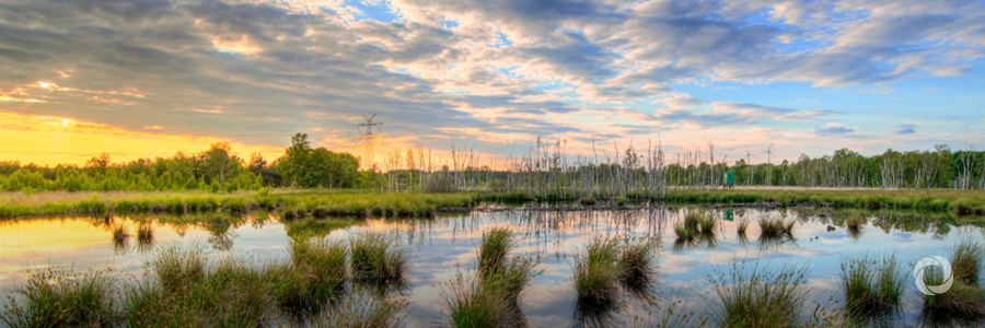 Wetlands are disappearing three times faster than forests Wetlands are disappearing three times faster than forests